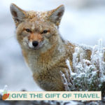 give the gift of travel to south america