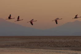 Atacama San Pedro Flamingos