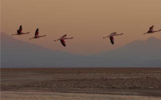 Atacama San Pedro Flamingos