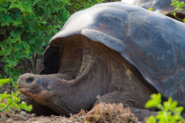 Giant Tortoise