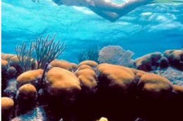 Snorkeling in the Galapagos Islands
