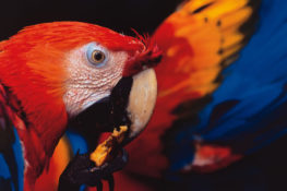 Macaw