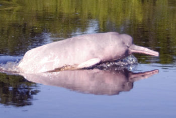 Pink Dolphin in the Amazon River