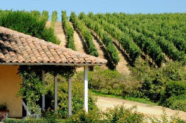 vineyard vacation chile