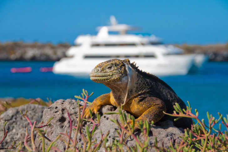 Best Galapagos Cruises