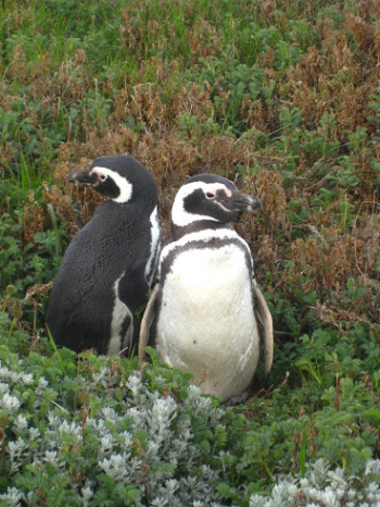 Closeup of two Penguins