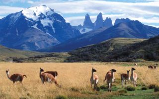 Guanacu Torres del Paine National Park
