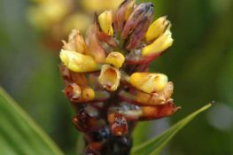 Flower Charles Darwin Discovery