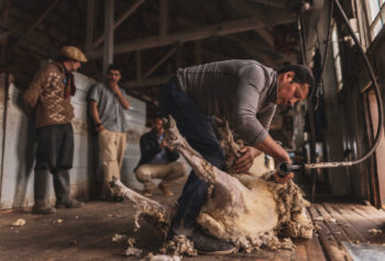 Estancia Cerro Guido Sheep sheering