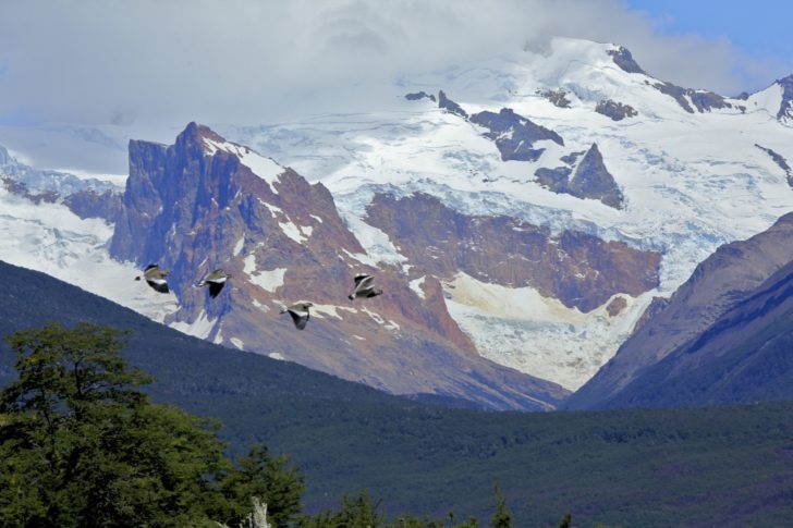 Bird watching in Patagonia
