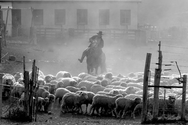 Gaucho Herding Sheep