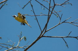 South America Bird