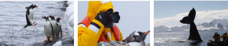 Wildlife in Antarctica