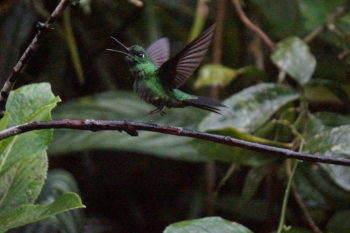 Ecuador Vacation Birdwatching