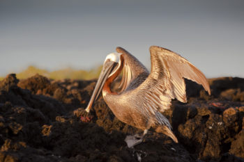 Galapagos Islands - Bird Watching