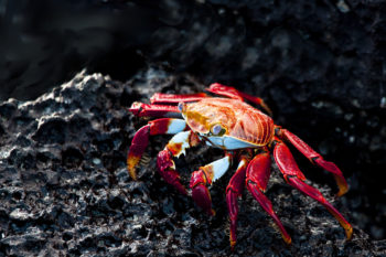 Galapagos Islands Wildlife