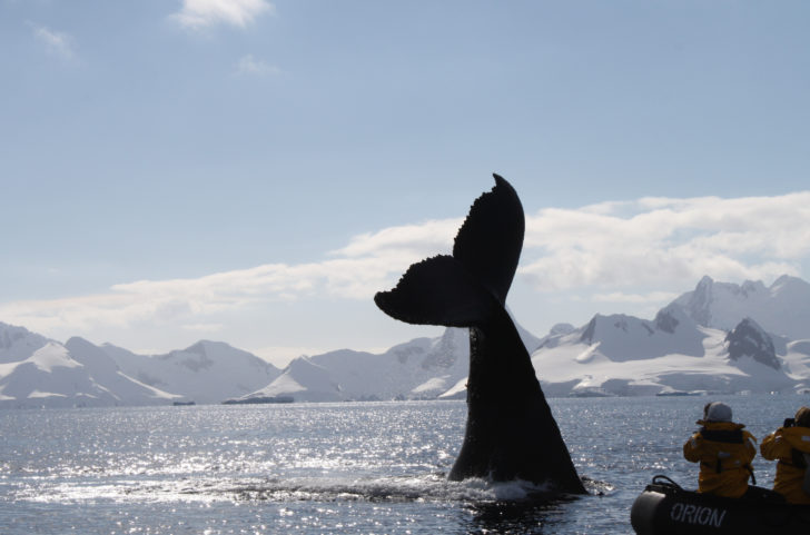 Wildlife in Antarctica