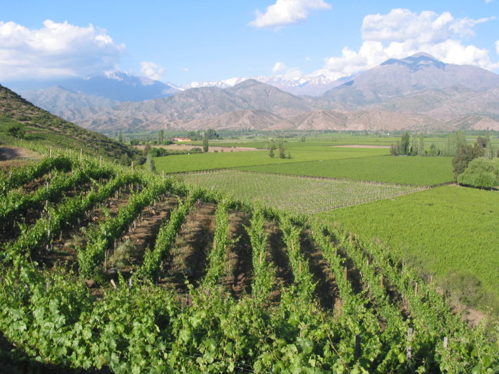 Best Vineyards in South America