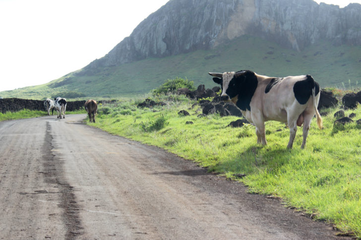 Chile Easter Island Travel