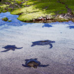 Galapagos Islands Giant Tortoise