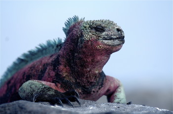 Iguana Galapagos Islands