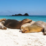 Galapagos Islands Vacation