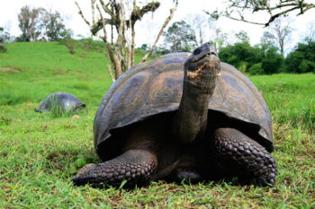 Visit Galapagos by Land