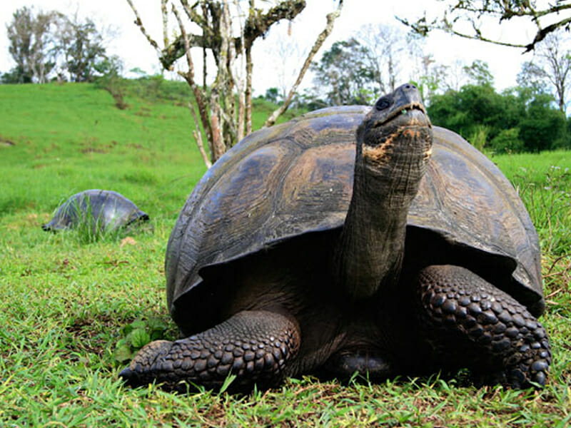 Galapagos Cruise Vacation Deals - Knowmad Adventures