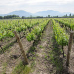 Chile Travel Deal Wine Country