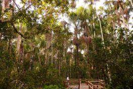 Amazon Jungle Visit