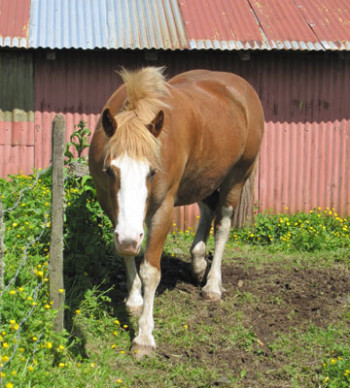 South America Travel Company - First Horse