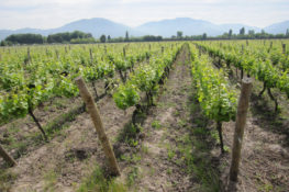 Casablanca Wine Valley