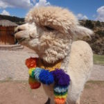 Peru Llama Travel Photography