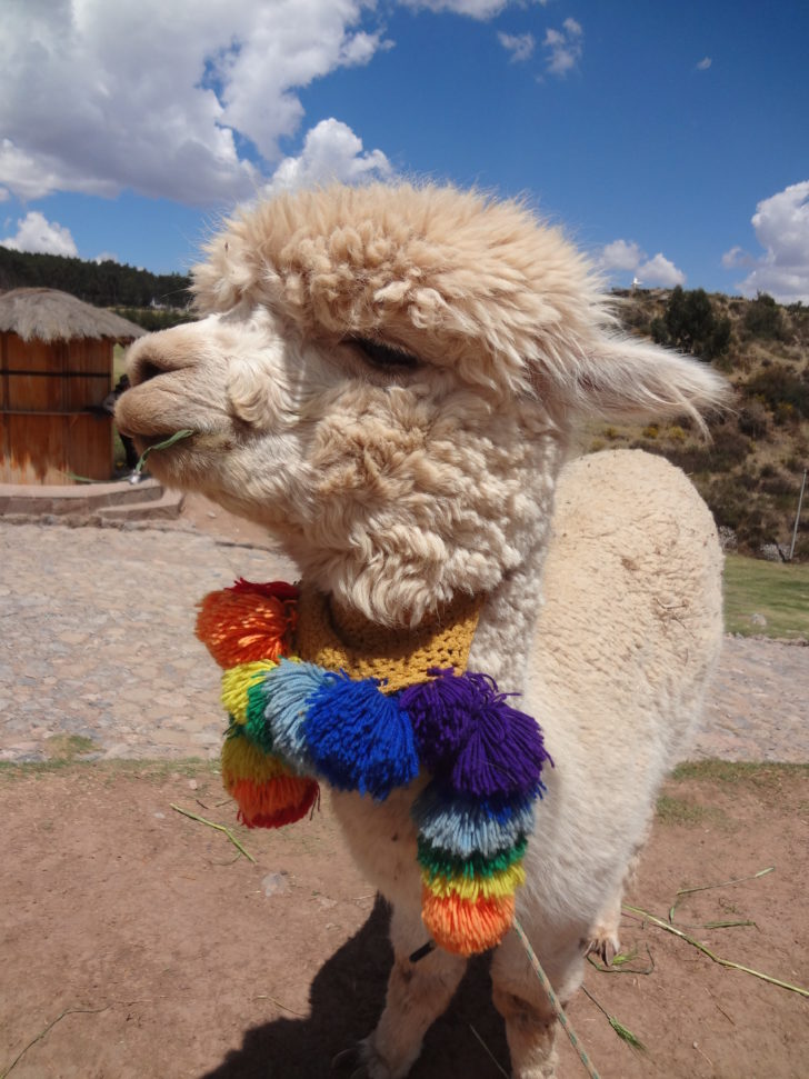 Peru Llama Travel Photography