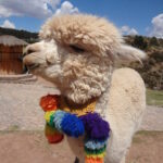 Peru Llama Travel Photography