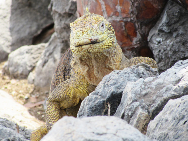 Galapagos Islands Travel Knowmad Adventures