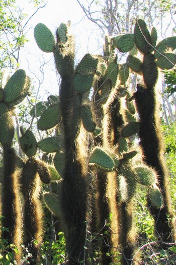 Galapagos Islands Travel Tour