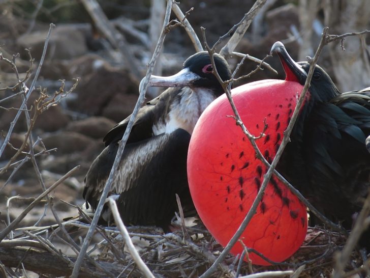 Galapagos Islands Trip