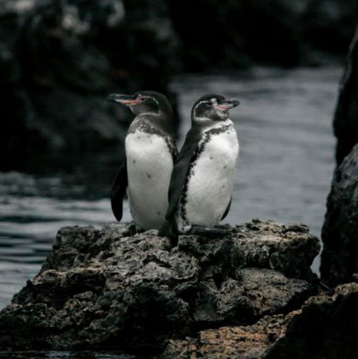 Galapagos Island Hopper