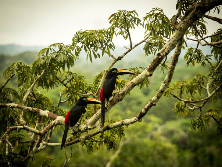 Ecuador Honeymoon Amazon