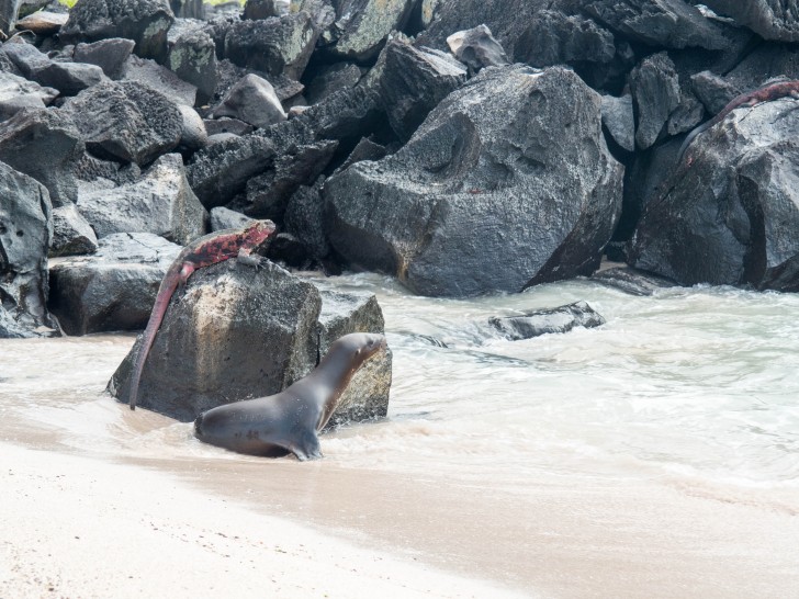 Galapagos Islands Honeymoon Trip