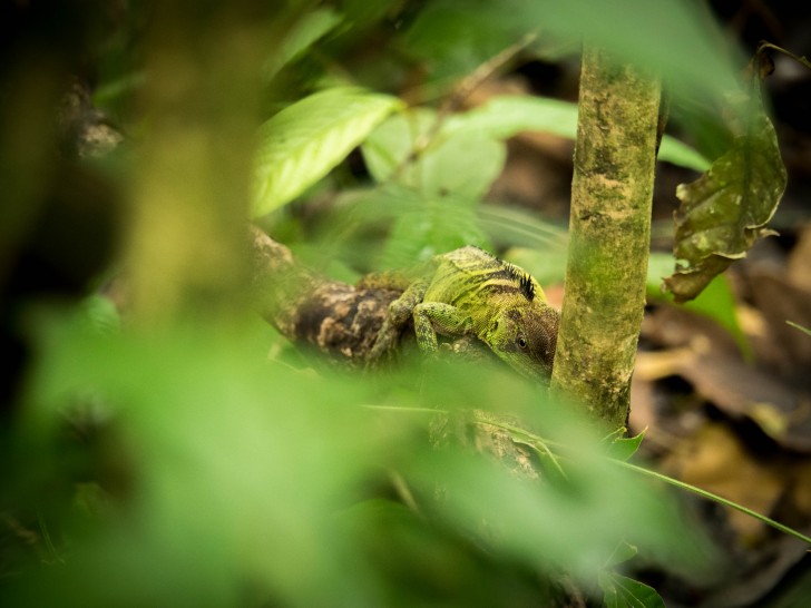 Napo Wildlife Center in Ecuador