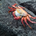 Experience the Galapagos Islands