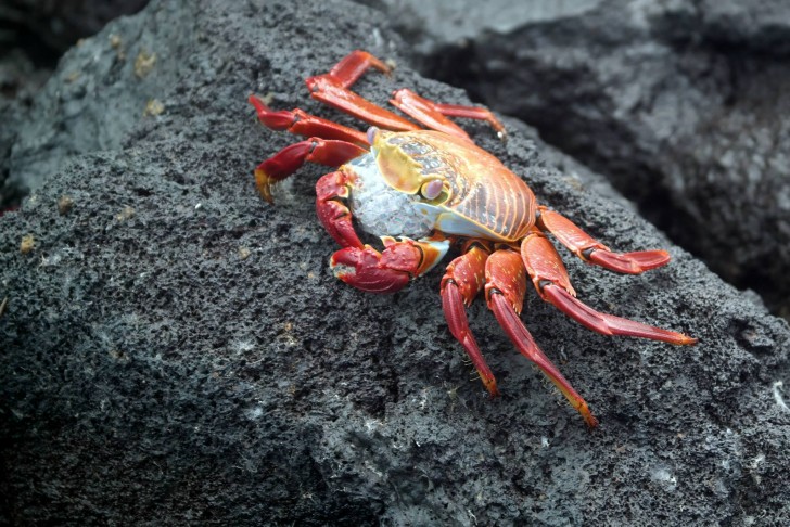 Experience the Galapagos Islands