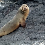 Tours in the Galapagos Islands