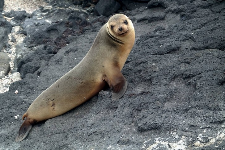 Tours in the Galapagos Islands