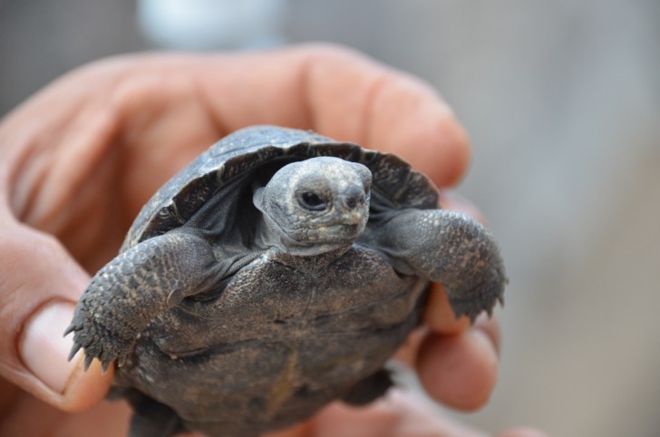 Galapagos Islands Travel Information