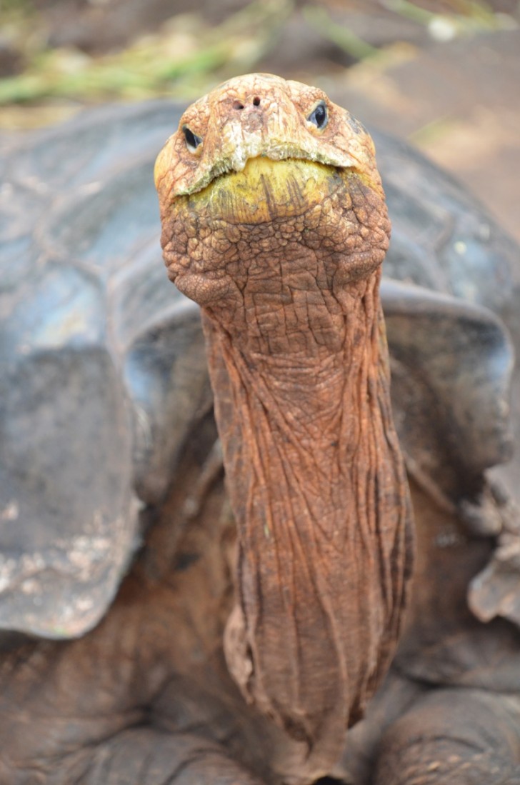Galapagos Tortoise Ecuador Travel