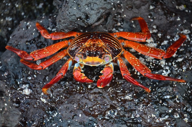 Galapagos Islands Land Based Adventure