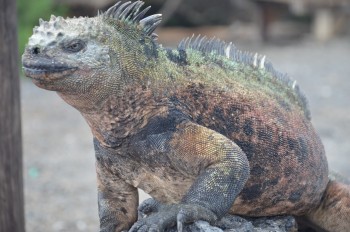 Galapagos Islands Ecuador Travel Sight Seeing